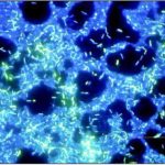 BIM500FLD Digital LCD Inverted Epi-Fluorescnce Biological Microscope