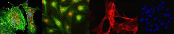 Epi-fluorescent Illumination Alignment Slide