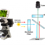 Single-band Fluorescence Filters