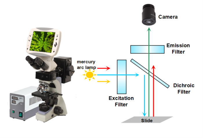 Single-band Fluorescence Filters