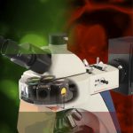 Epi-fluorescent Illumination Alignment Slide
