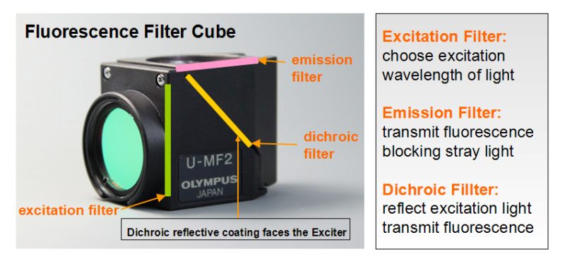 Single-band Fluorescence Filters