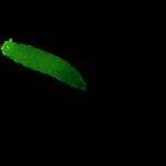 LED Fluorescence Stereo microscope attachment, BIA4-FLA