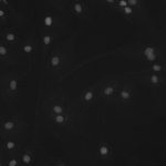 USB 3.0 CMOS Microscope Camera, BIC-T3C