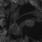 USB 3.0 CMOS Microscope Camera, BIC-T3C