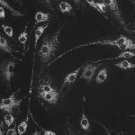 USB 3.0 CMOS Microscope Camera, BIC-T3C