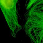 LED Fluorescence Stereo microscope attachment, BIA4-FLA