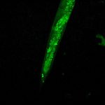 LED Fluorescence Stereo microscope attachment, BIA4-FLA
