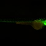 LED Fluorescence Stereo microscope attachment, BIA4-FLA