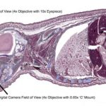 BioScan-500 Digital Pathology/Histology Slide Scanner