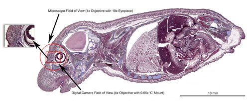 BioScan-500 Digital Pathology/Histology Slide Scanner