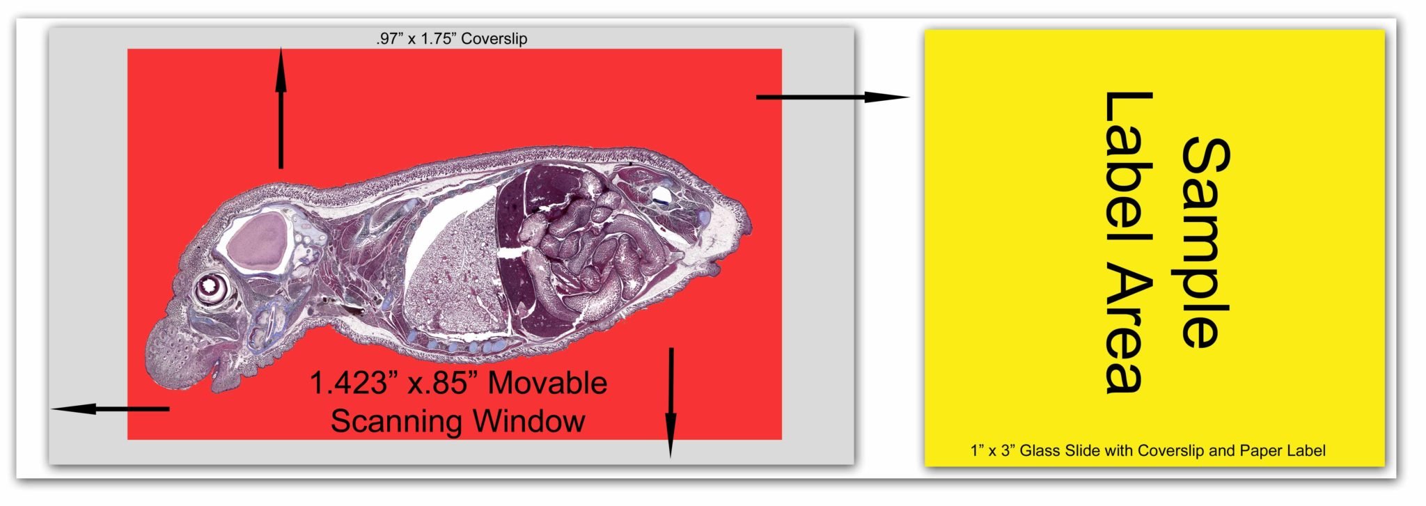 BioScan-500 Digital Pathology/Histology Slide Scanner