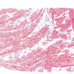 BioScan-500 Digital Pathology/Histology Slide Scanner
