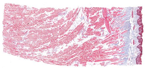 BioScan-500 Digital Pathology/Histology Slide Scanner