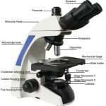 BUM300 Upright Biological/Clinical Microscope