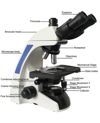 BUM300 Upright Biological/Clinical Microscope