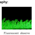 BUM360FLED LED Epi-Fluorescence Upright Microscope -9989