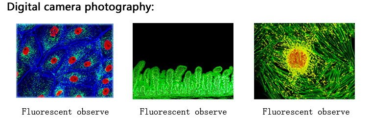 BUM360FLED LED Epi-Fluorescence Upright Microscope -9989