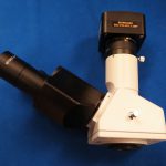 High-Resolution & High-Power Fluorescence In Vivo Imaging-10537