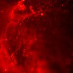 High-Resolution & High-Power Fluorescence In Vivo Imaging-10528