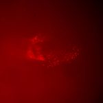 High-Resolution & High-Power Fluorescence In Vivo Imaging-10527