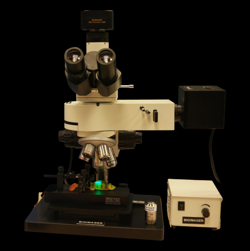 High-Resolution High-Power Fluorescence In Vivo Imaging - Image 2