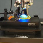High-Resolution & High-Power Fluorescence In Vivo Imaging-10305