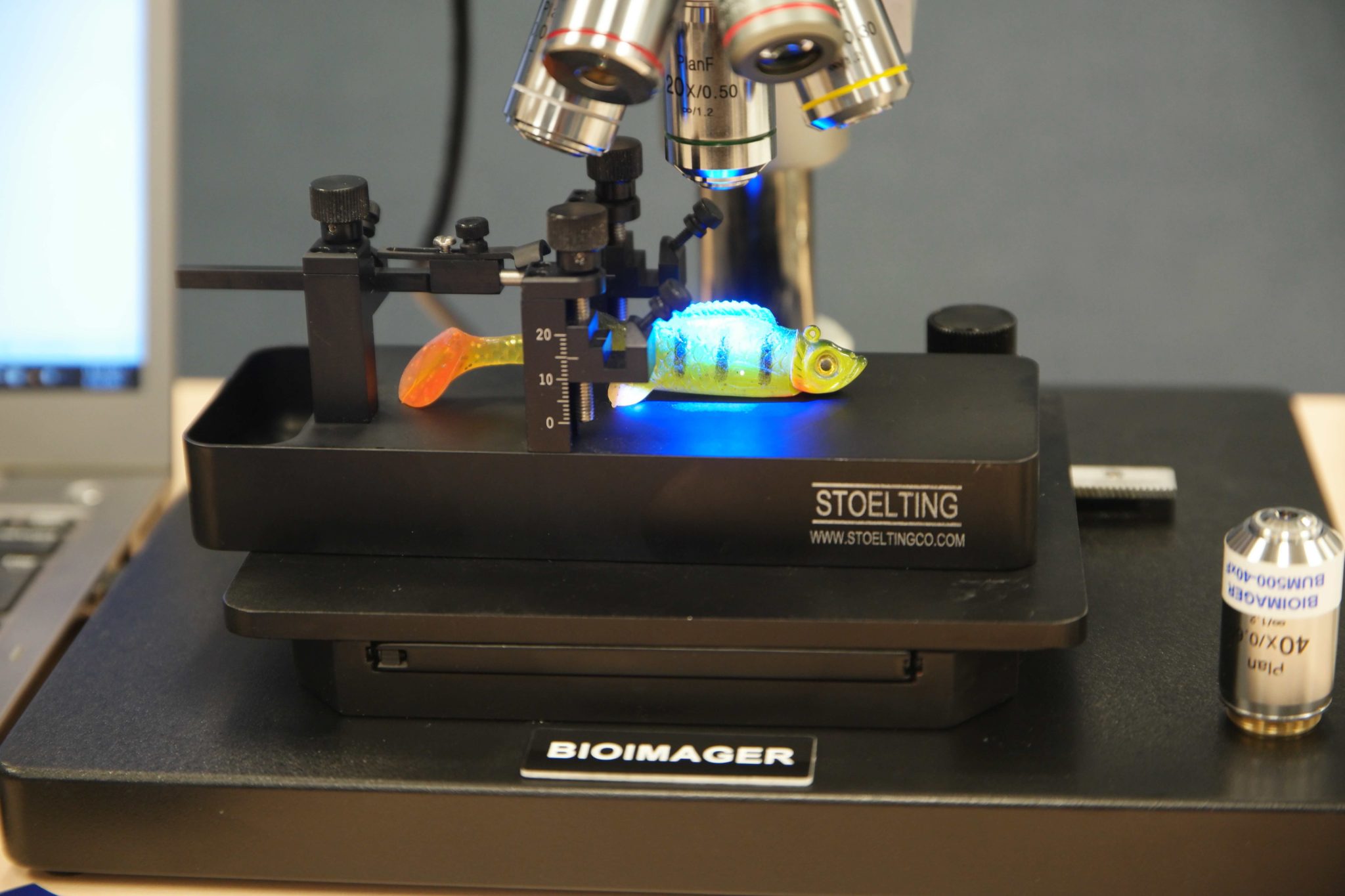 High-Resolution & High-Power Fluorescence In Vivo Imaging-10305