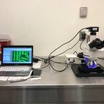 High-Resolution & High-Power Fluorescence In Vivo Imaging-10529