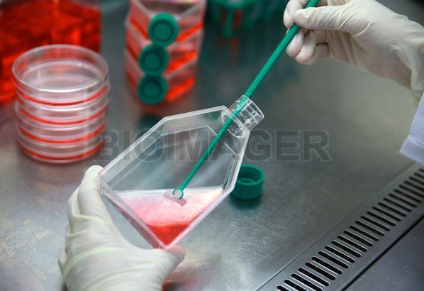 Cell Culture