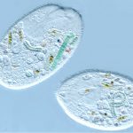 BIM750DIC Inverted Biological Microscope with DIC Nomarski Ph-70657
