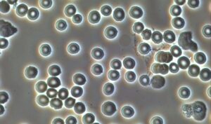 blood_cells_phase_contrast