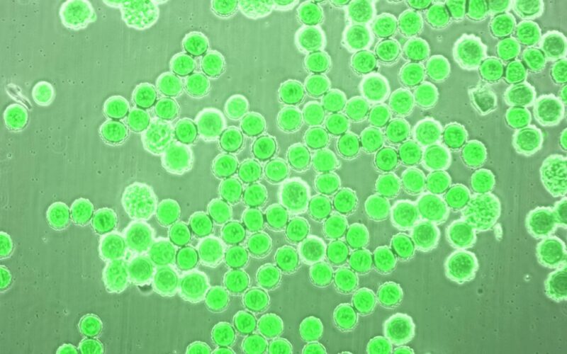 IncuScope IS250 Incubator Microscope with 10x, 25x, 40x Phase Contrast and Fluorescence - Image 33