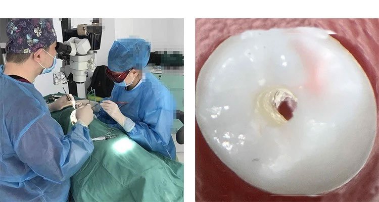 bsd400- bioimager dental microscopes
