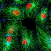 microtubule green nucleau red
