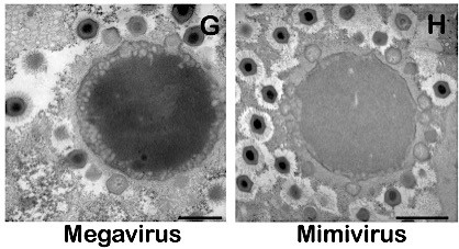 Mimivirus Megavirus