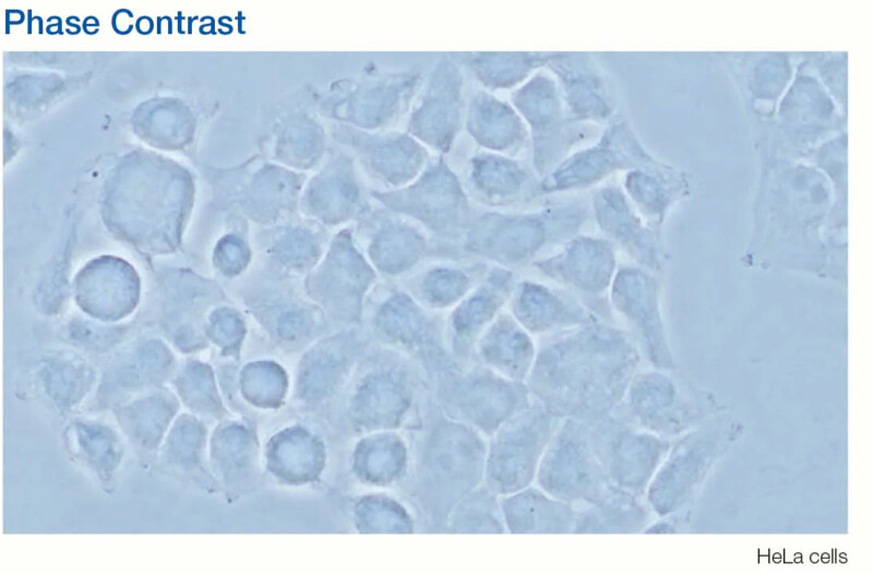 OLYMPUS CX33 Biological Microscope - Image 15