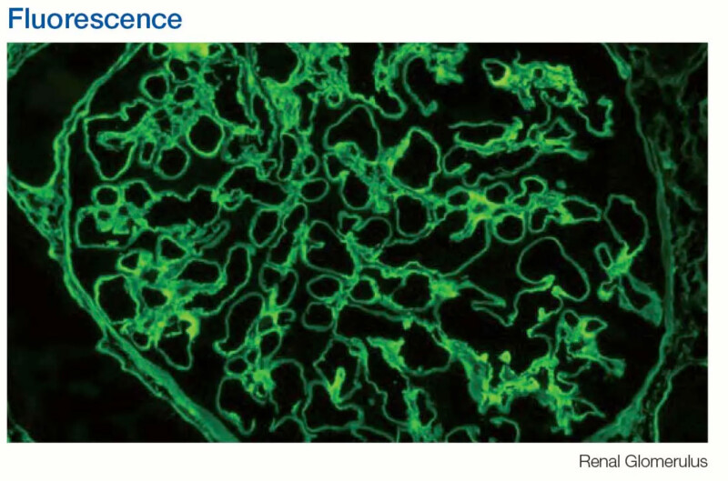 OLYMPUS CX33 Biological Microscope - Image 13