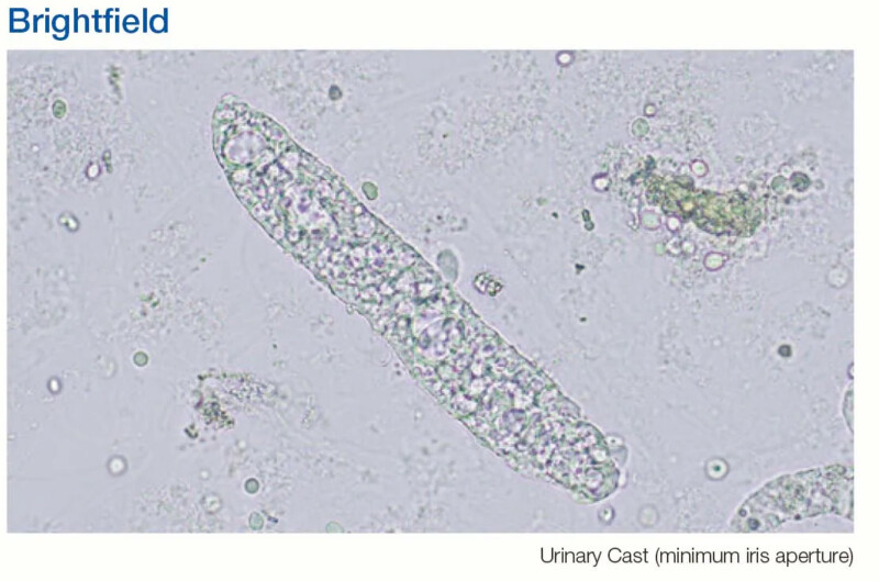 OLYMPUS CX33 Biological Microscope - Image 14