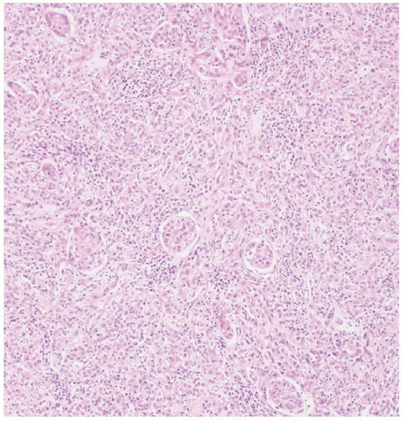 OLYMPUS CX33 Biological Microscope - Image 11