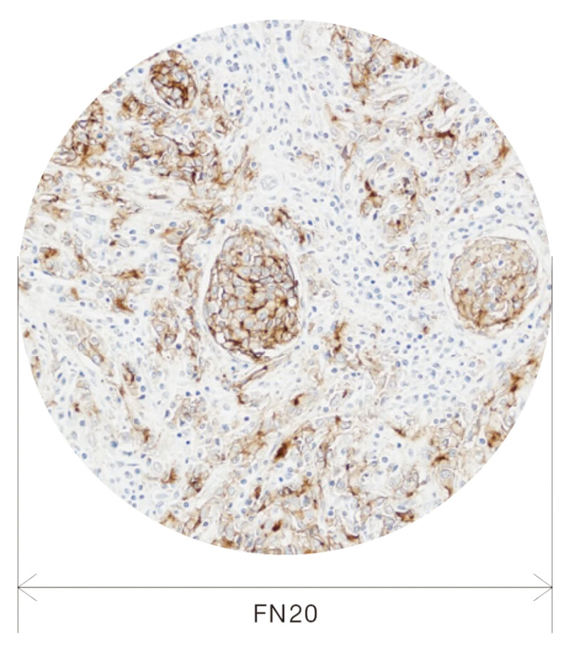 OLYMPUS CX43 Biological Microscope - Image 16