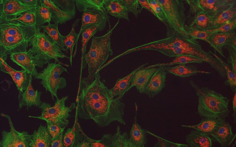 BIC-E3S CMOS USB3.0 Microscope Cameras - Image 18