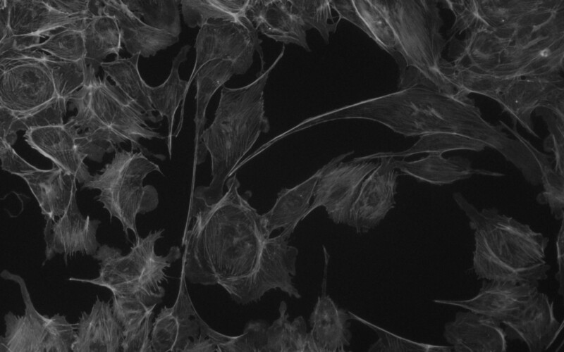 BIC-E3S CMOS USB3.0 Microscope Cameras - Image 21