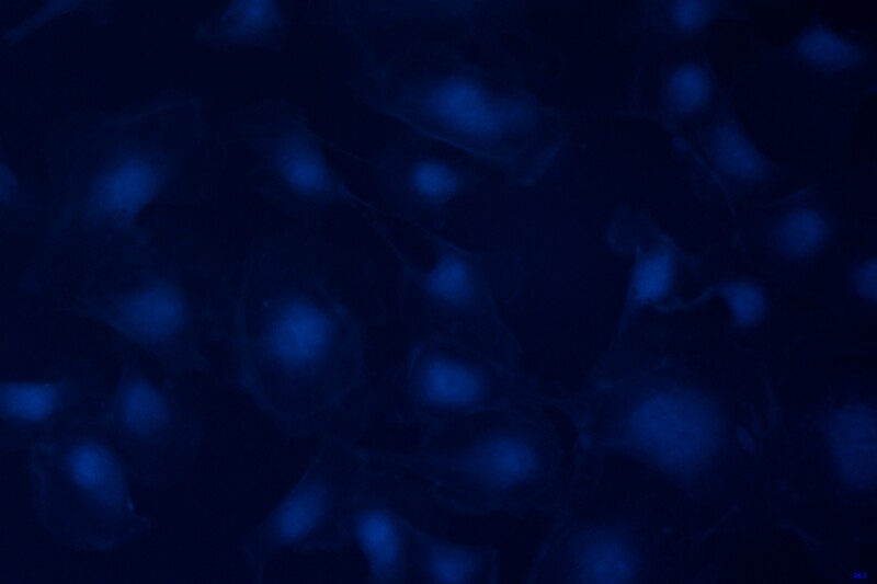 BIC-E3S CMOS USB3.0 Microscope Cameras - Image 16