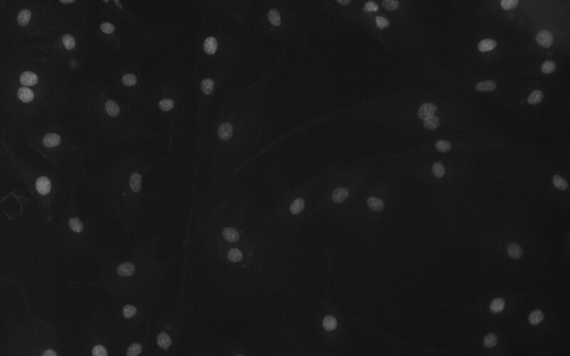 BIC-E3S CMOS USB3.0 Microscope Cameras - Image 19