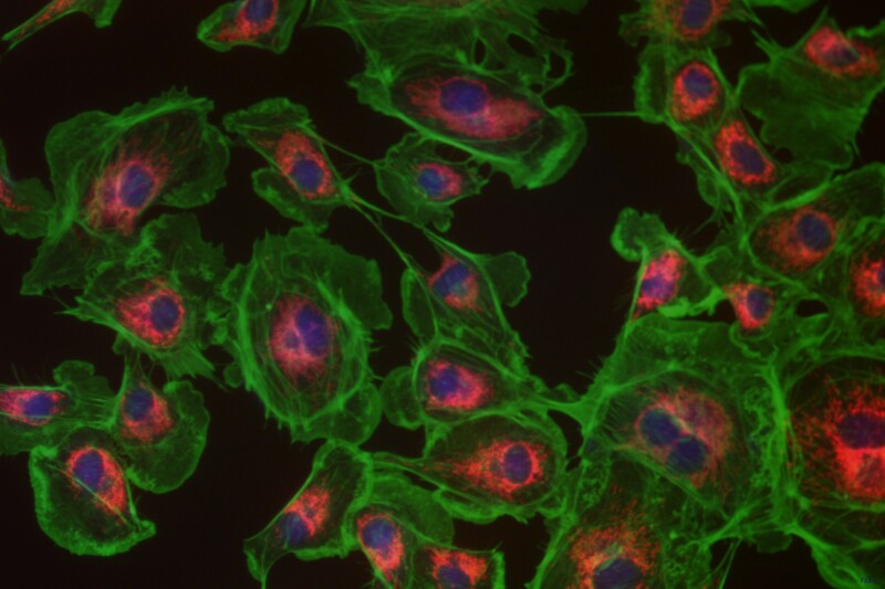 BIC-E3S CMOS USB3.0 Microscope Cameras - Image 20