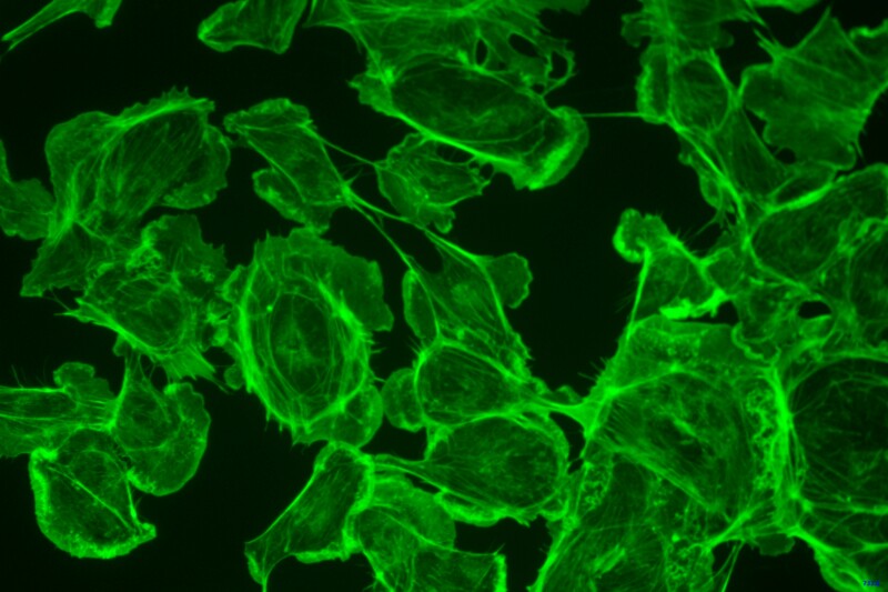BIC-E3S CMOS USB3.0 Microscope Cameras - Image 17