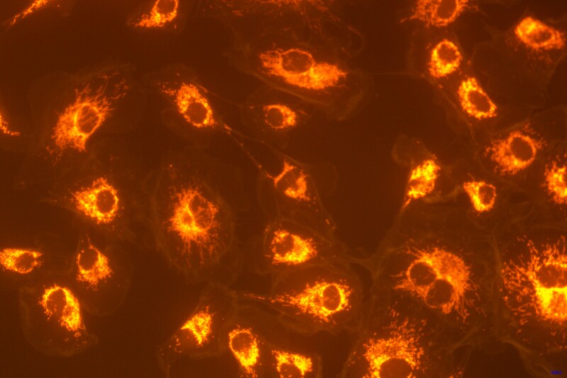 BIC-E3S CMOS USB3.0 Microscope Cameras - Image 15