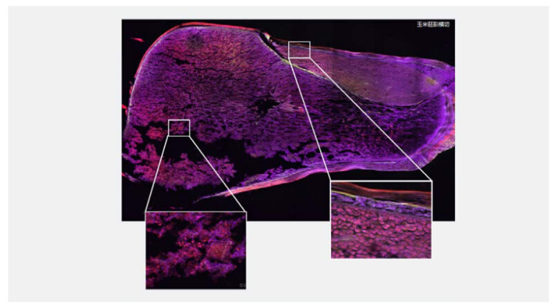 BIM1000A Inverted Advanced Microscope for Research - Image 3