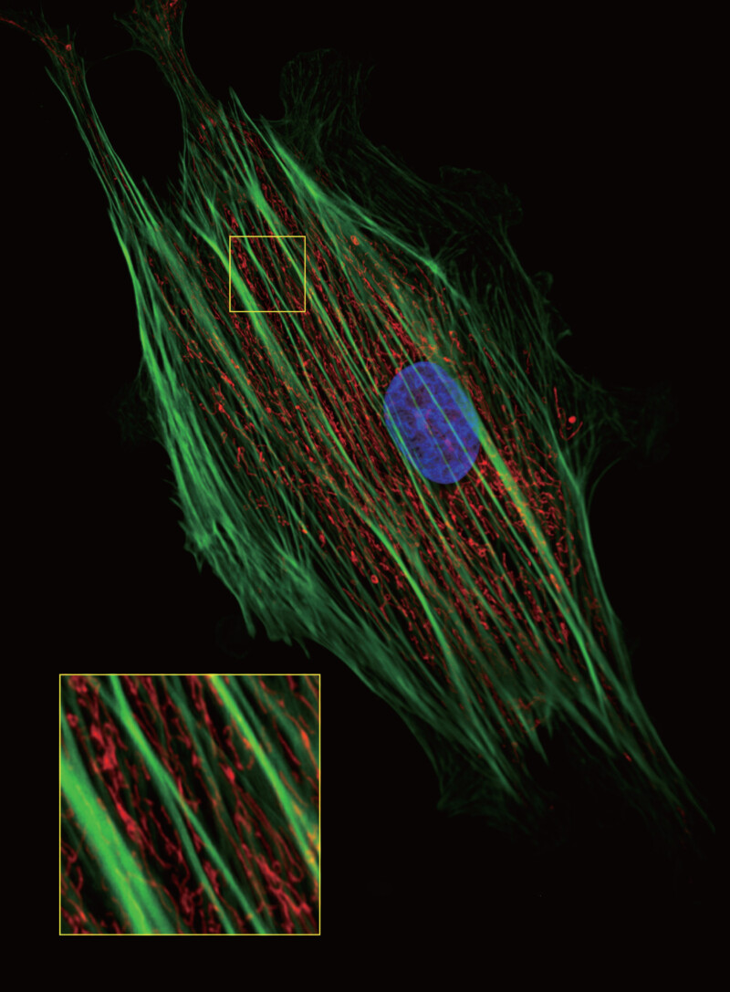 BCF-600 Laser Scanning Confocal Microscope - Image 30